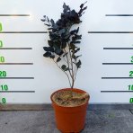 Buk lesný (Fagus sylvatica) ´DAWYCK PURPLE´ - výška 40-60 cm, kont. C5L